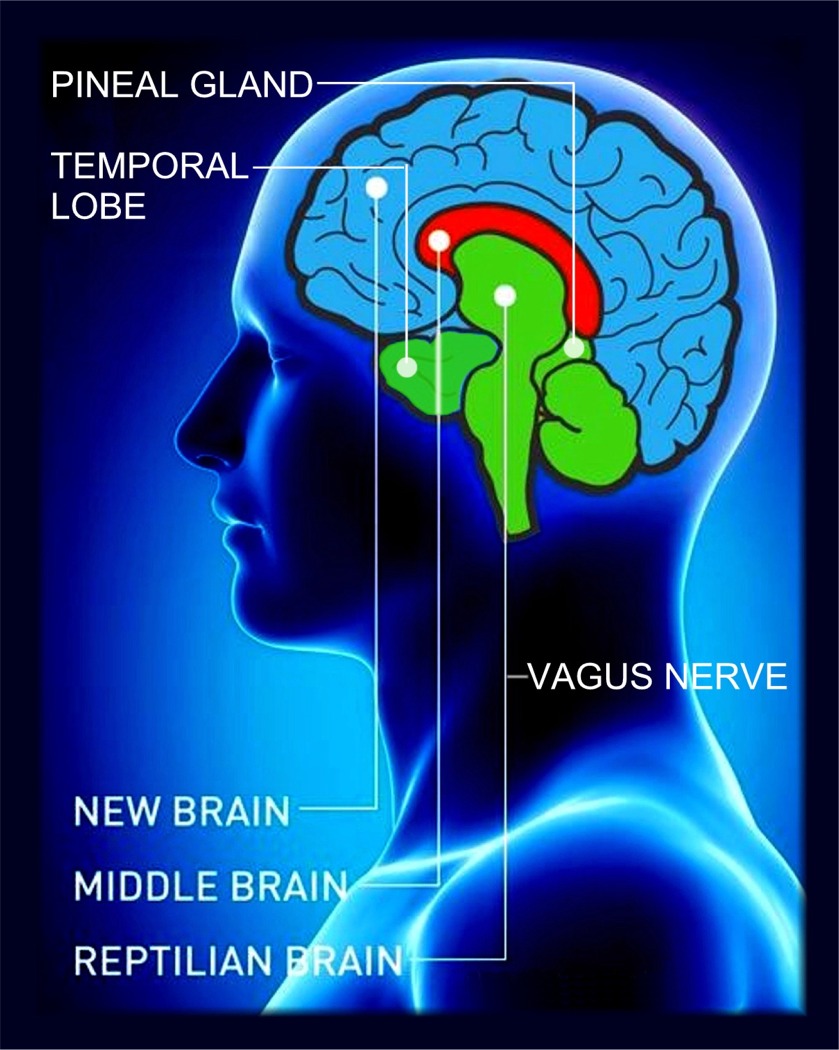 The Anunnaki, with the strong help of Ninhursag who engineered the body humans and ET hybrids are in today, did many things to our original Turaneusiam Human Elohim bodies.