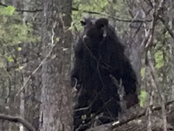This recalling of the era of Tara earth's darkest hours when Chimeras, half-human/half-animals, were created, is brought to you by first-hand report from Ninhursag whom I’ve personally met with and had the drama explained to me in person what really took place in the land of E-Den.