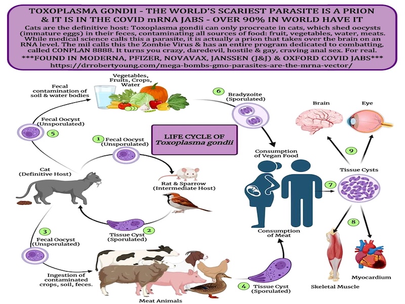 Life Cycle Of Toxoplasma Gondi