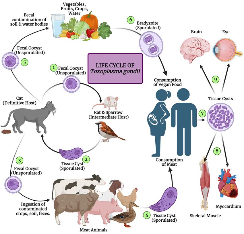 Up to 95% have Toxoplasma Gondii; insane/combative/daredevil/ghey brain parasites.